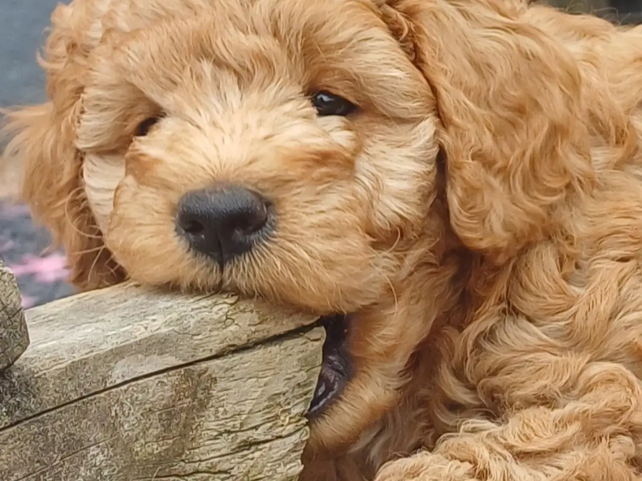 Billede 13 - Cockapoo hvalpe