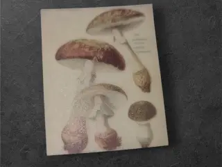 Papirark med detaljerede svampemotiver