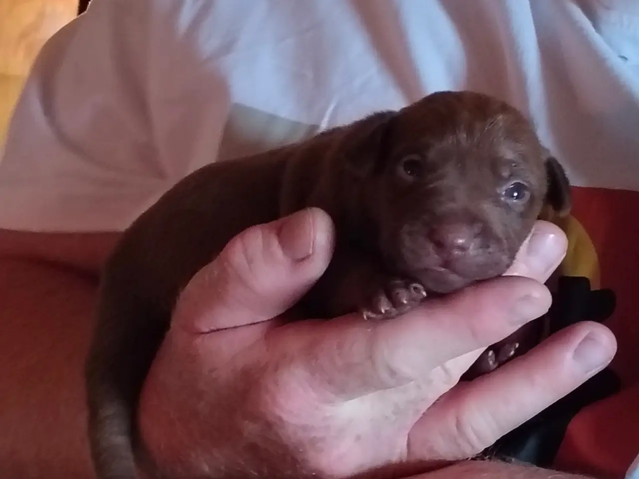 Billede 3 - Patterdaleterrier hvalpe