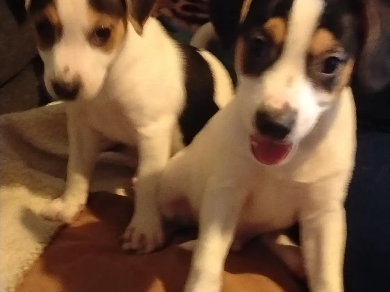 Billede 2 - Dansk/Svensk gårdhund