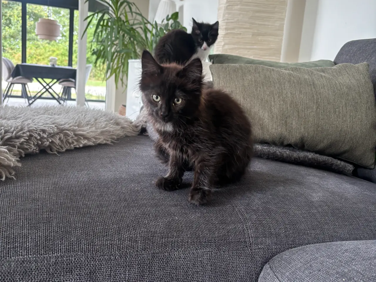 Billede 4 - Katte killinger