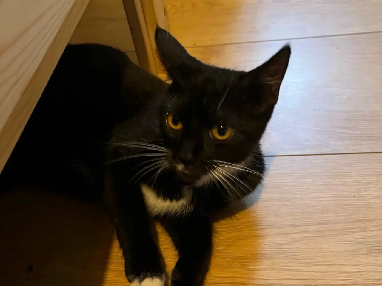 Billede 6 - Sort of hvid kat 