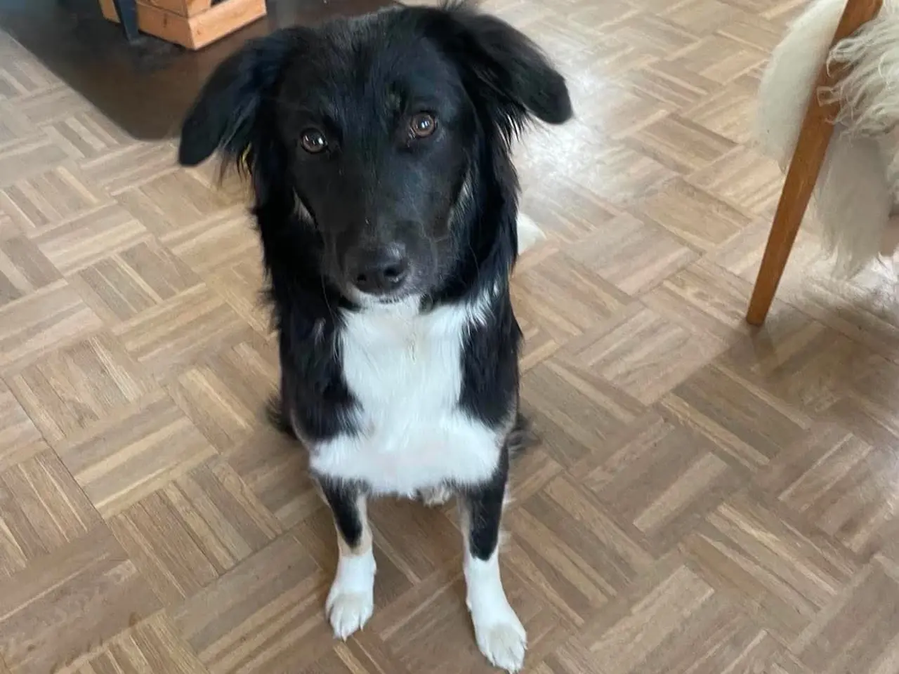 Billede 9 - Skønne Kamille søger nyt hjem 🐶