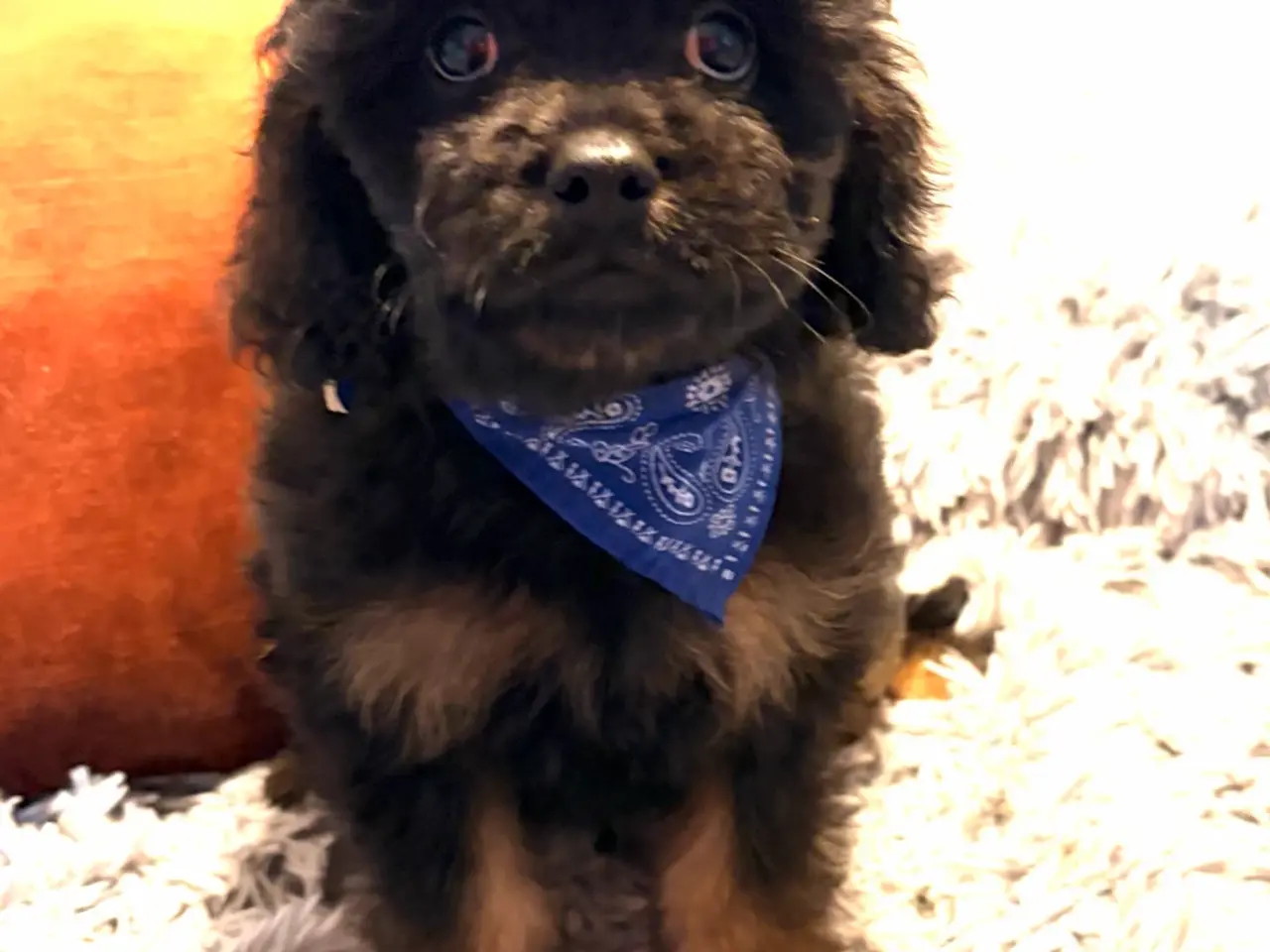 Billede 15 - mini Cavapoo dreng Sigurd er helt rejse klar