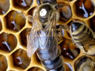 Bidronninger Carnica