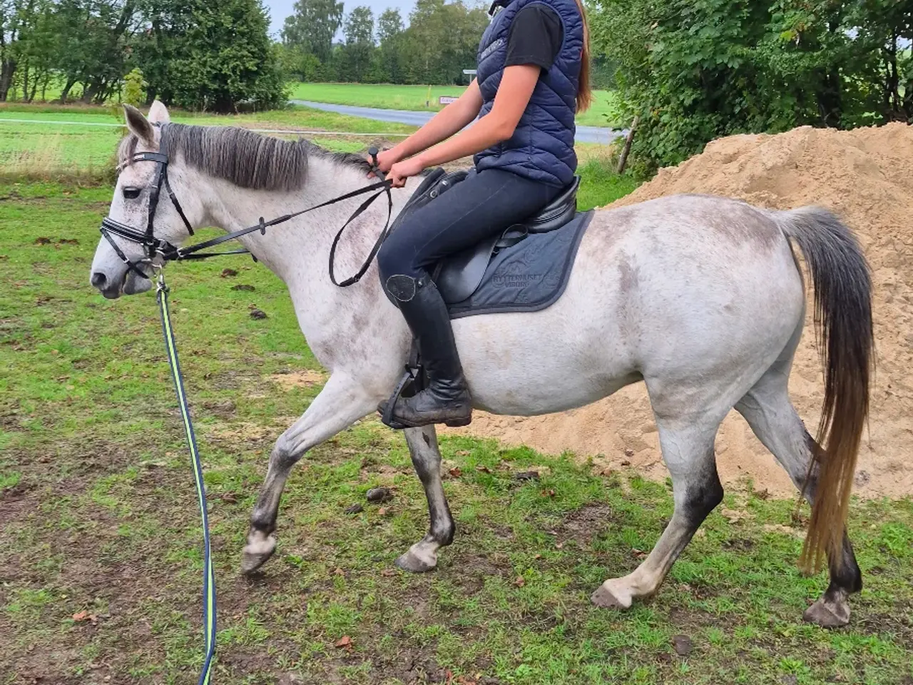 Billede 17 - Sensitiv hoppe