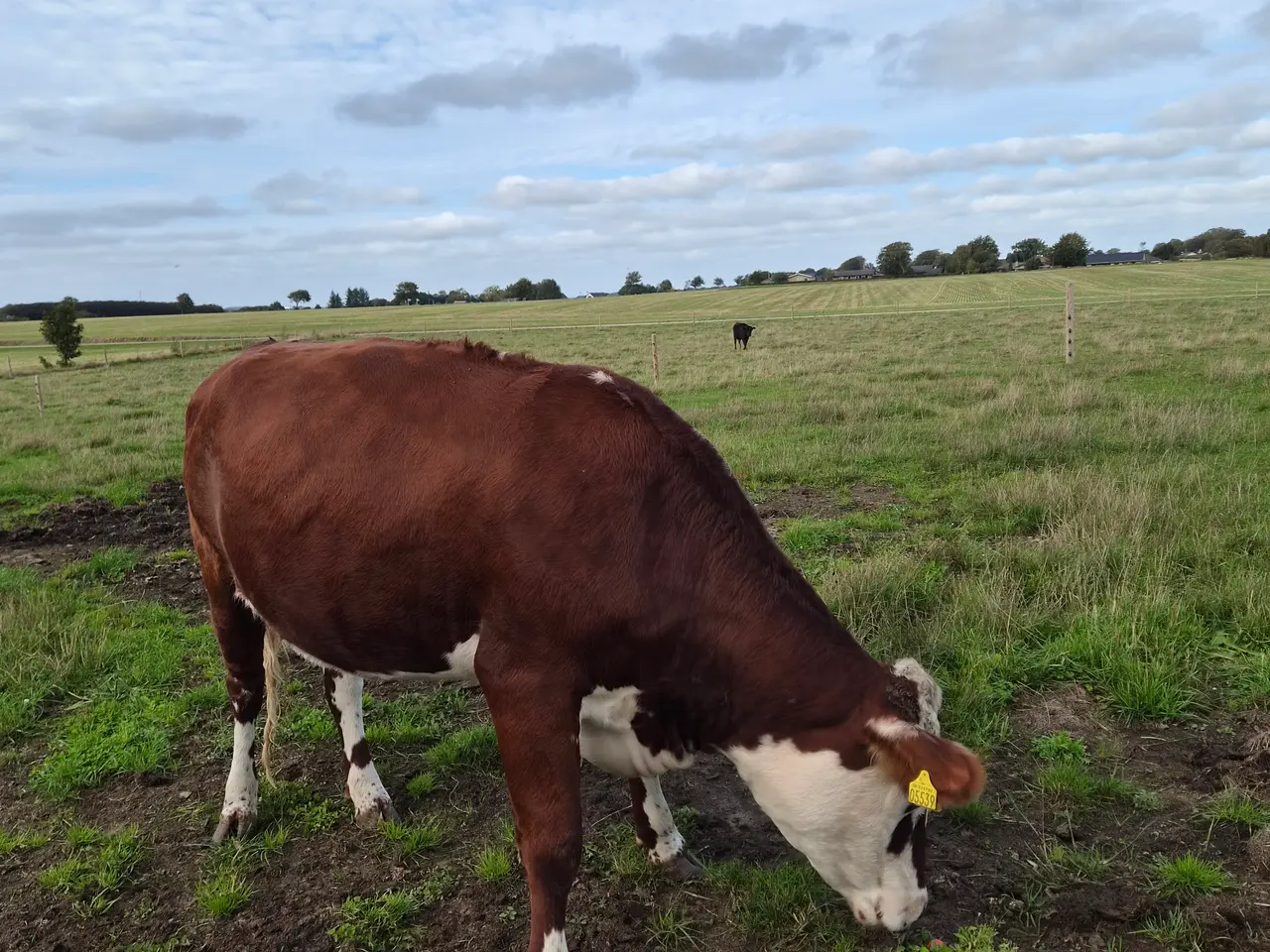 Billede 5 - Hereford/RDM ko - 3 årig håndtam