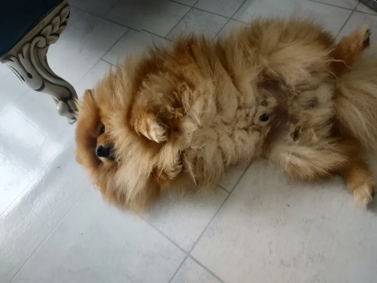 Billede 2 - Avle klar mini Pomeranian 
