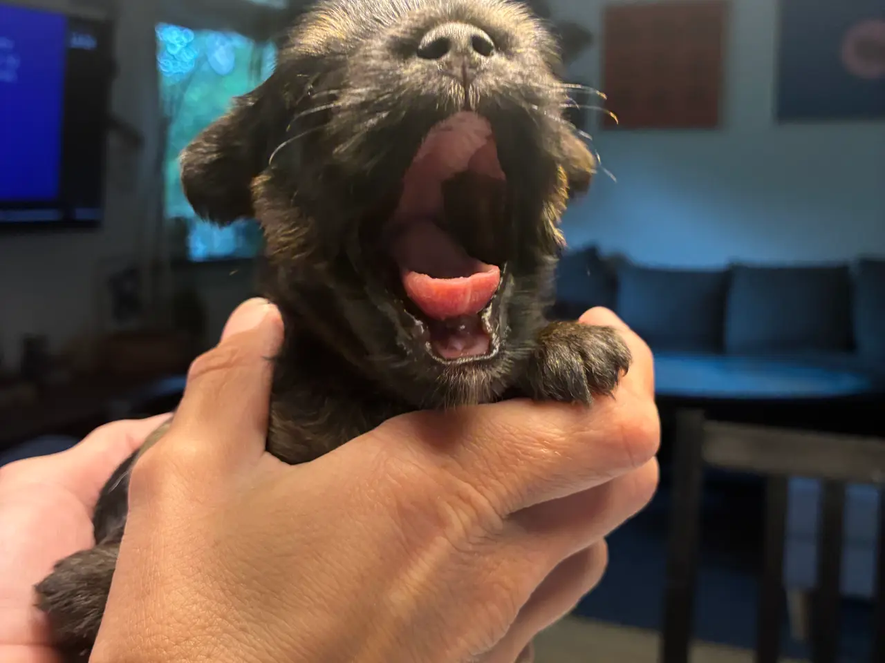 Billede 2 -  Chorkie hvalp
