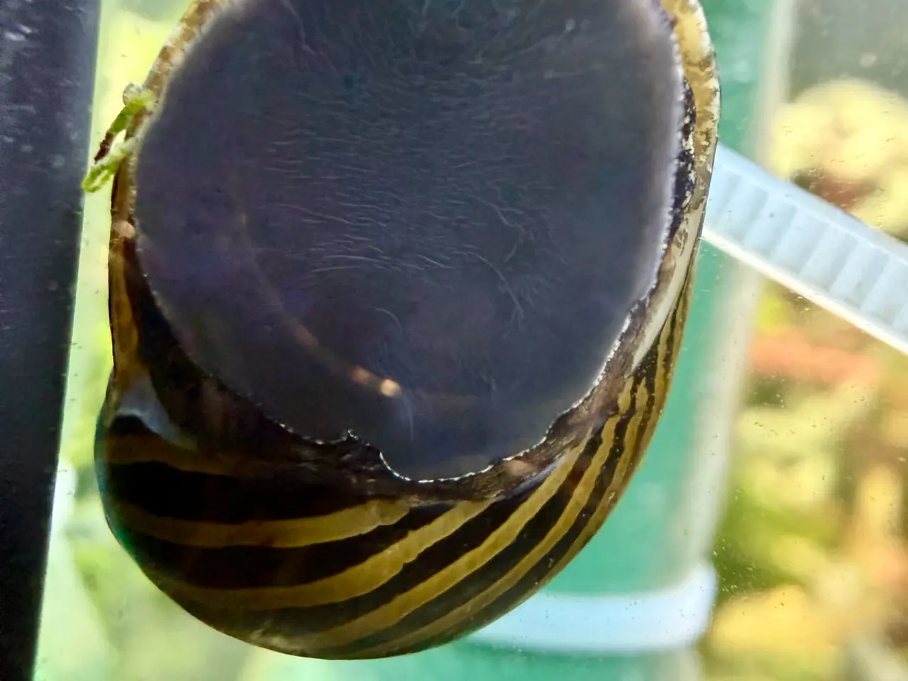Billede 14 - Zebra Nerite - Slip af med alger 