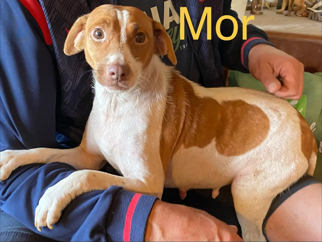 Billede 14 - Hundehvalpe Dansk/svenskgårdhunde