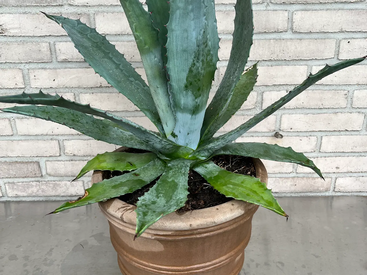 Billede 1 - Kaktus, Agave stor og meget flot plante m/potte