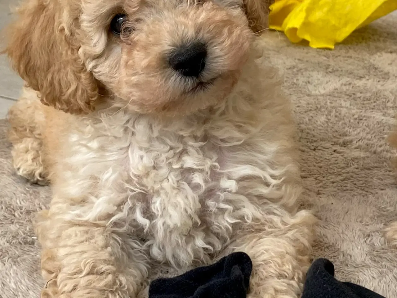 Billede 2 - Cavapoo hvalpe