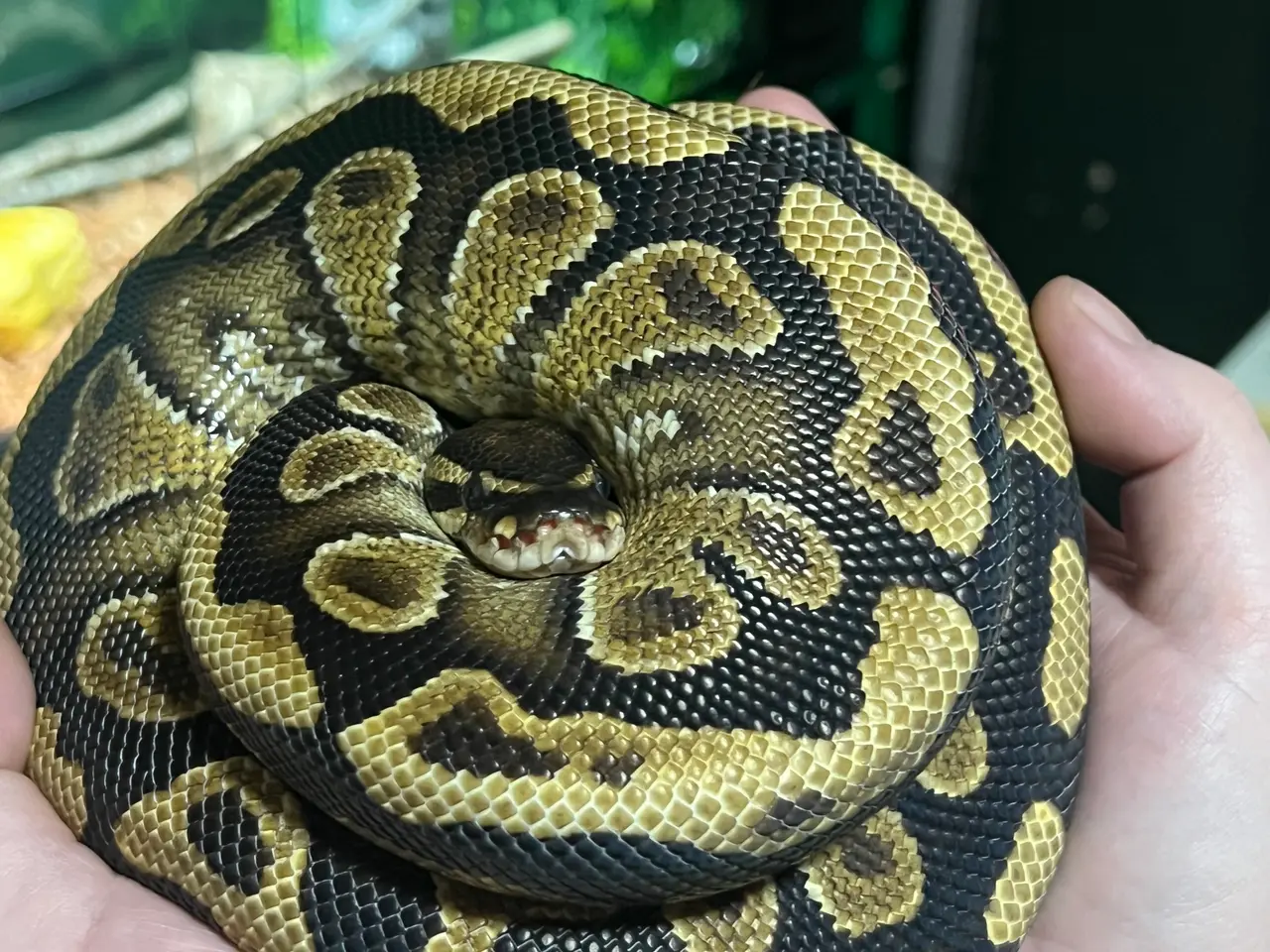 Billede 2 - Kongepython hun sælges