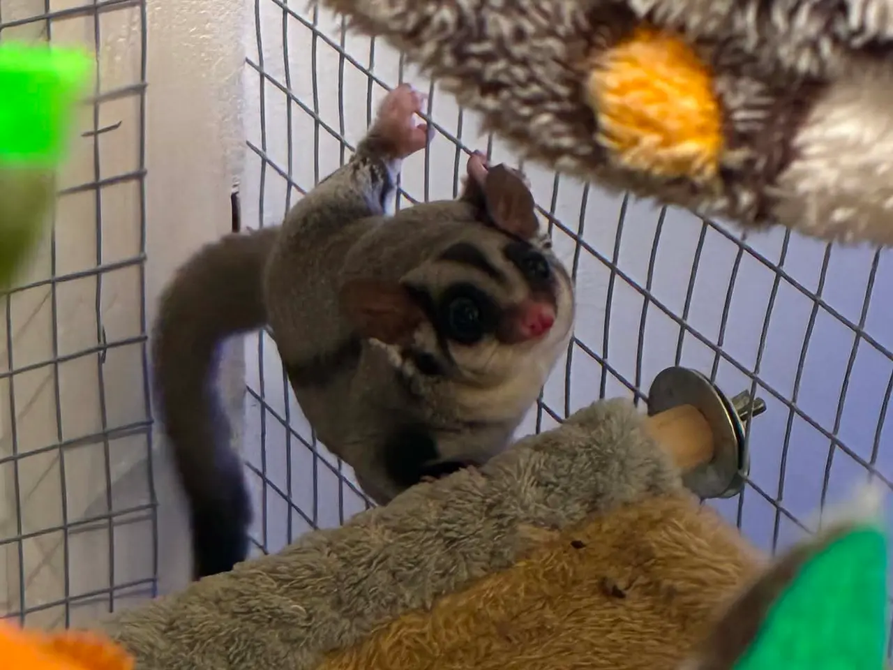 Billede 2 - sugarglider der søger nyt hjem