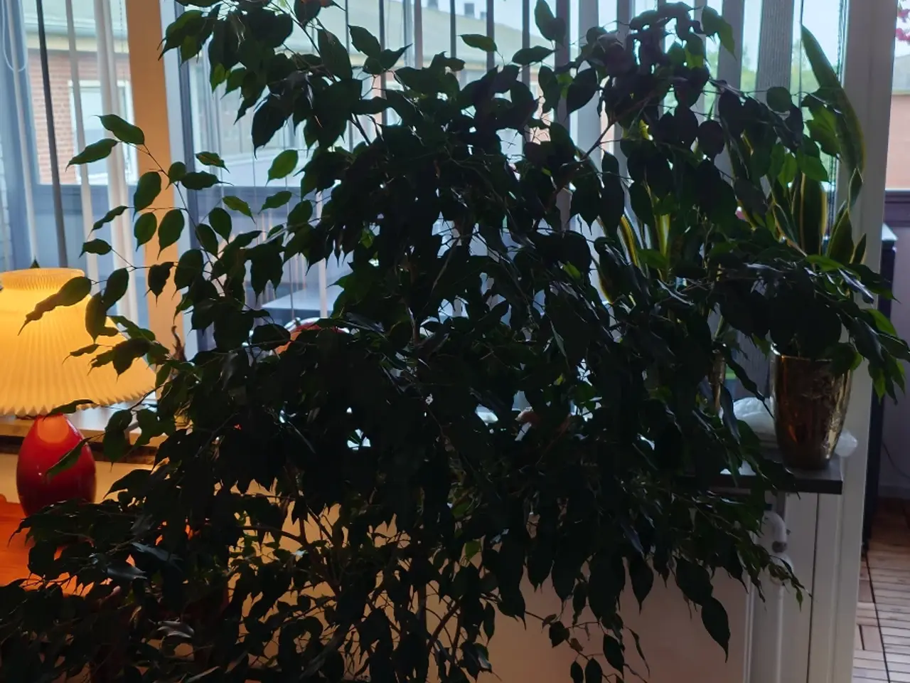 Billede 4 - Ficus Benjamin 1,6 meter høj
