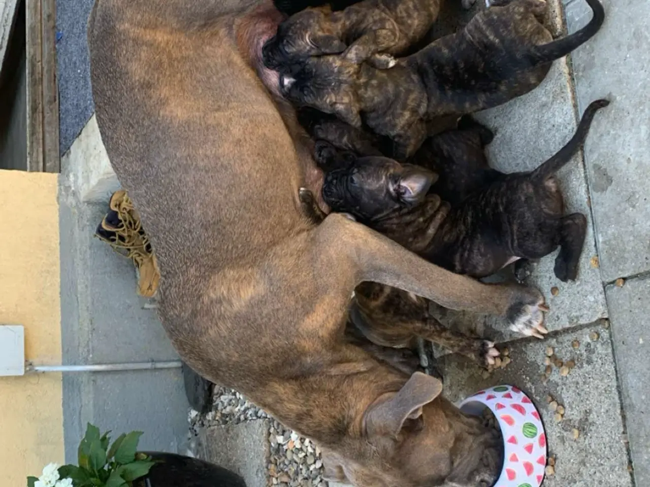 Billede 11 - Presa canario / Cane Corso hvalpe