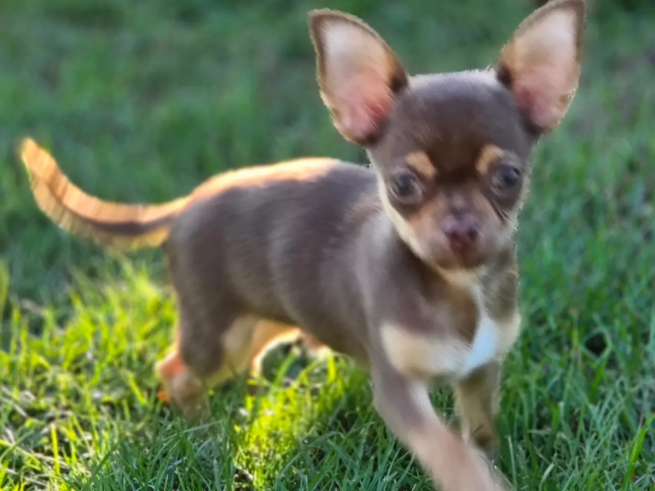 Billede 7 - Chihuahua hvalp