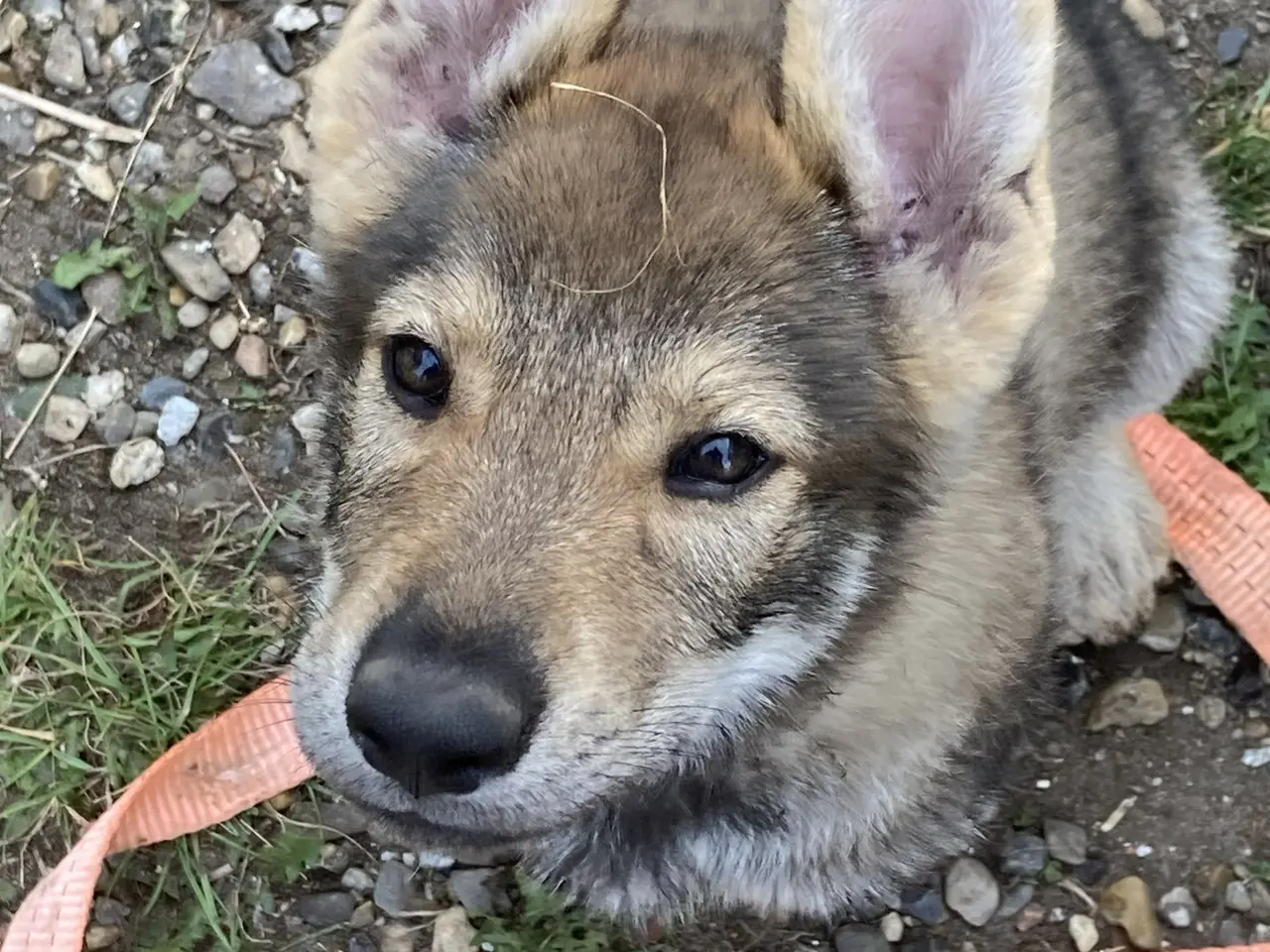 Billede 3 - Tjekkoslovakisk ulvehund / Saarloos mix