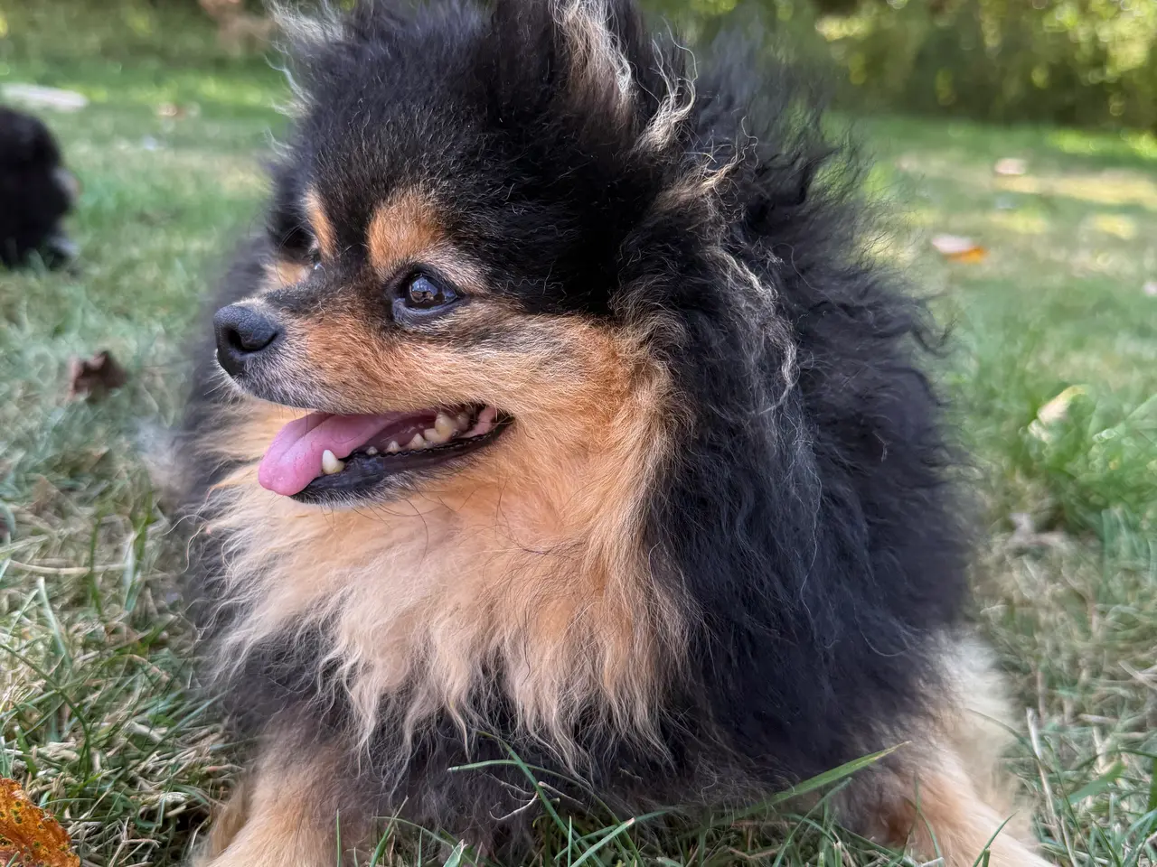 Billede 10 - Pomeranian