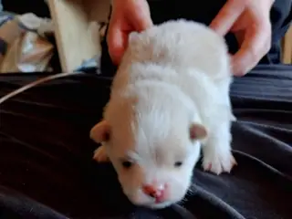 Pomeranian hvalpe stk 3 dreng ægte