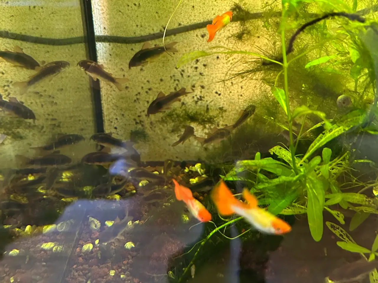 Billede 6 - 🐟 Kobber pansermaller 3-4 cm  | Afhentes i Viby J
