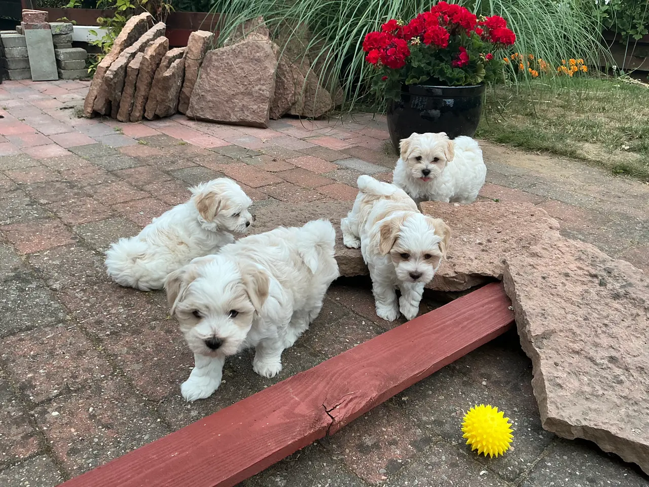 Billede 1 - Malteser/Maltipoo