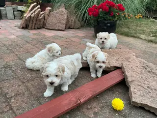 Malteser/Maltipoo