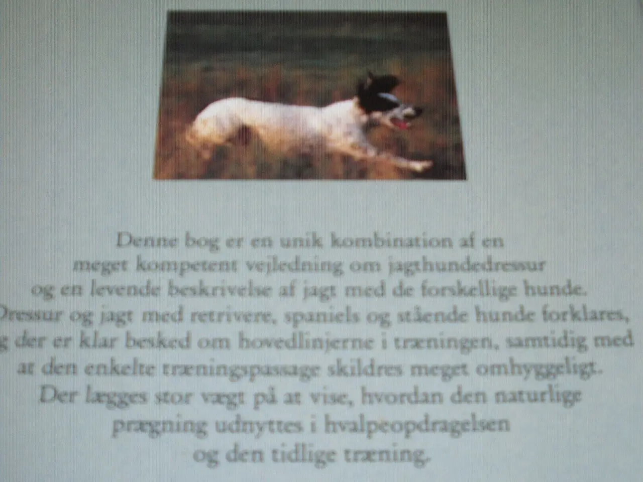 Billede 4 - Sten Christoffersson. JAGTHUNDE.