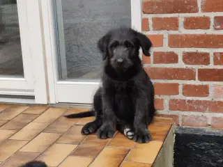 Shepadoodle hvalpe søger nye kærlige hjem - 2