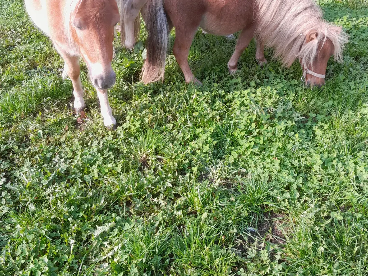 Billede 2 - Sød lille hingst