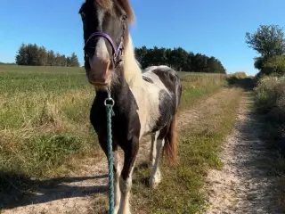 OPLAGT BØRNEPONY ELLER RIDESKOLE EMNE!⭐⭐