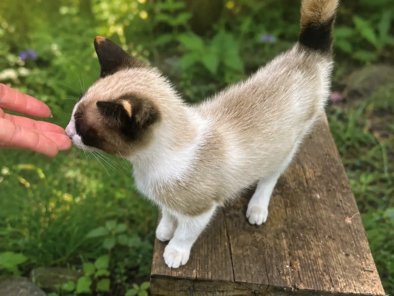 Billede 2 - Smuk huskat / ragdoll lign hun killing