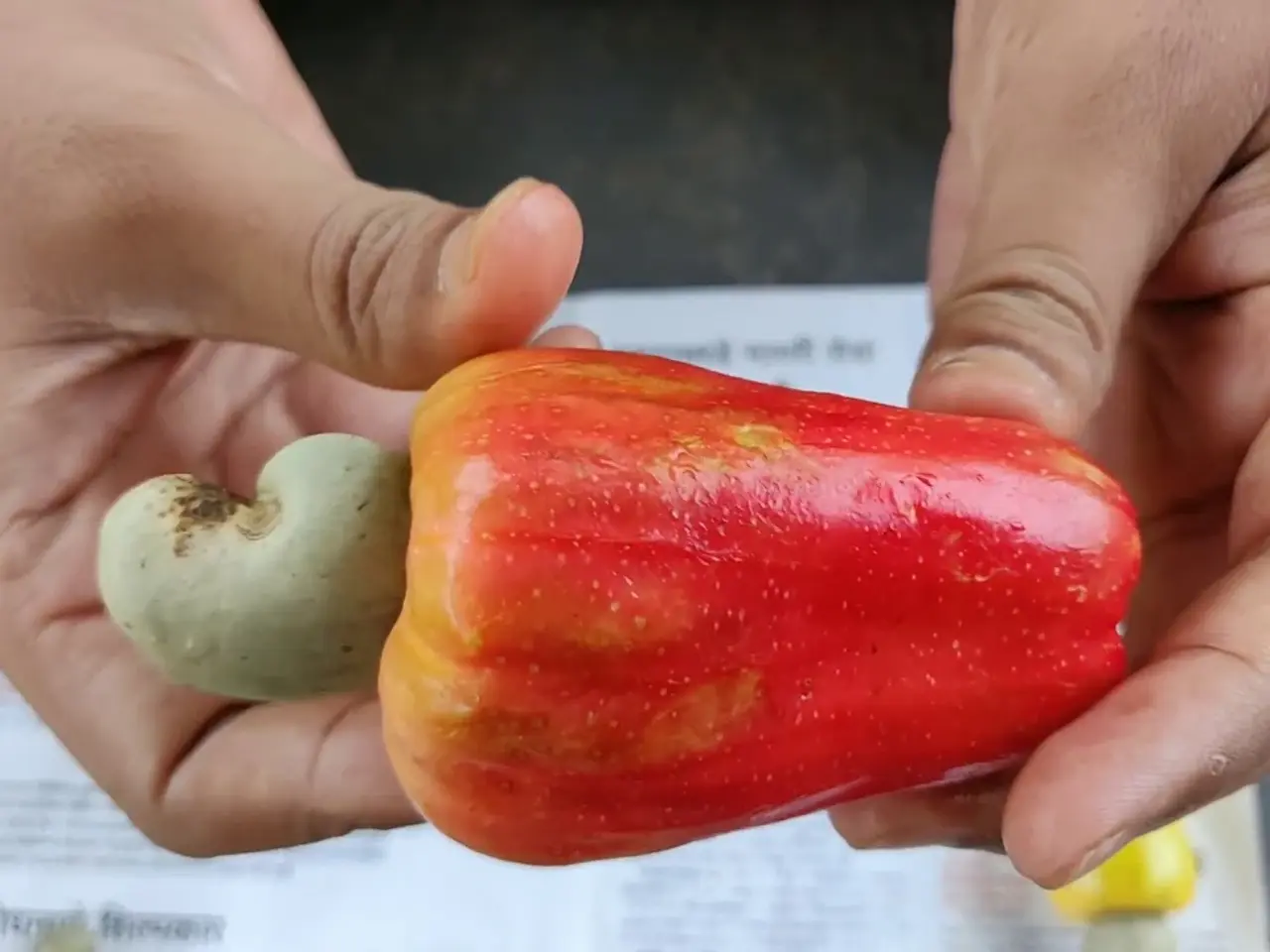 Billede 13 - 10 Cashew Frø inkl. DAO porto.