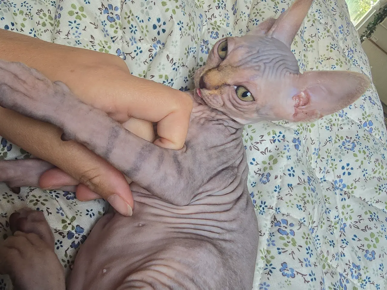 Billede 5 - Sphynx pige uden stamtavle