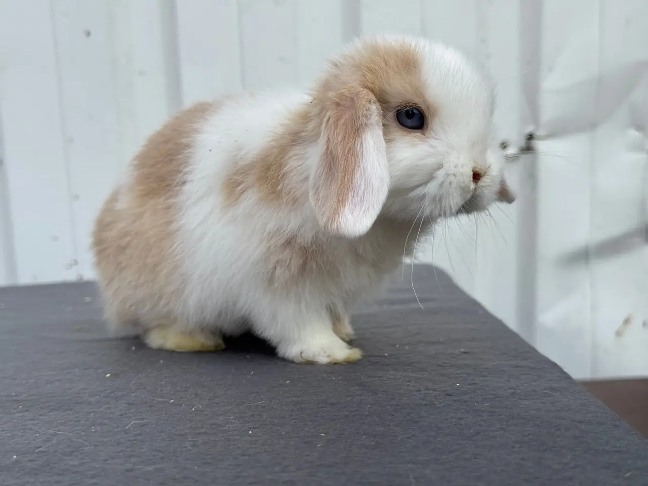 Billede 3 - Mini lops salgsklare