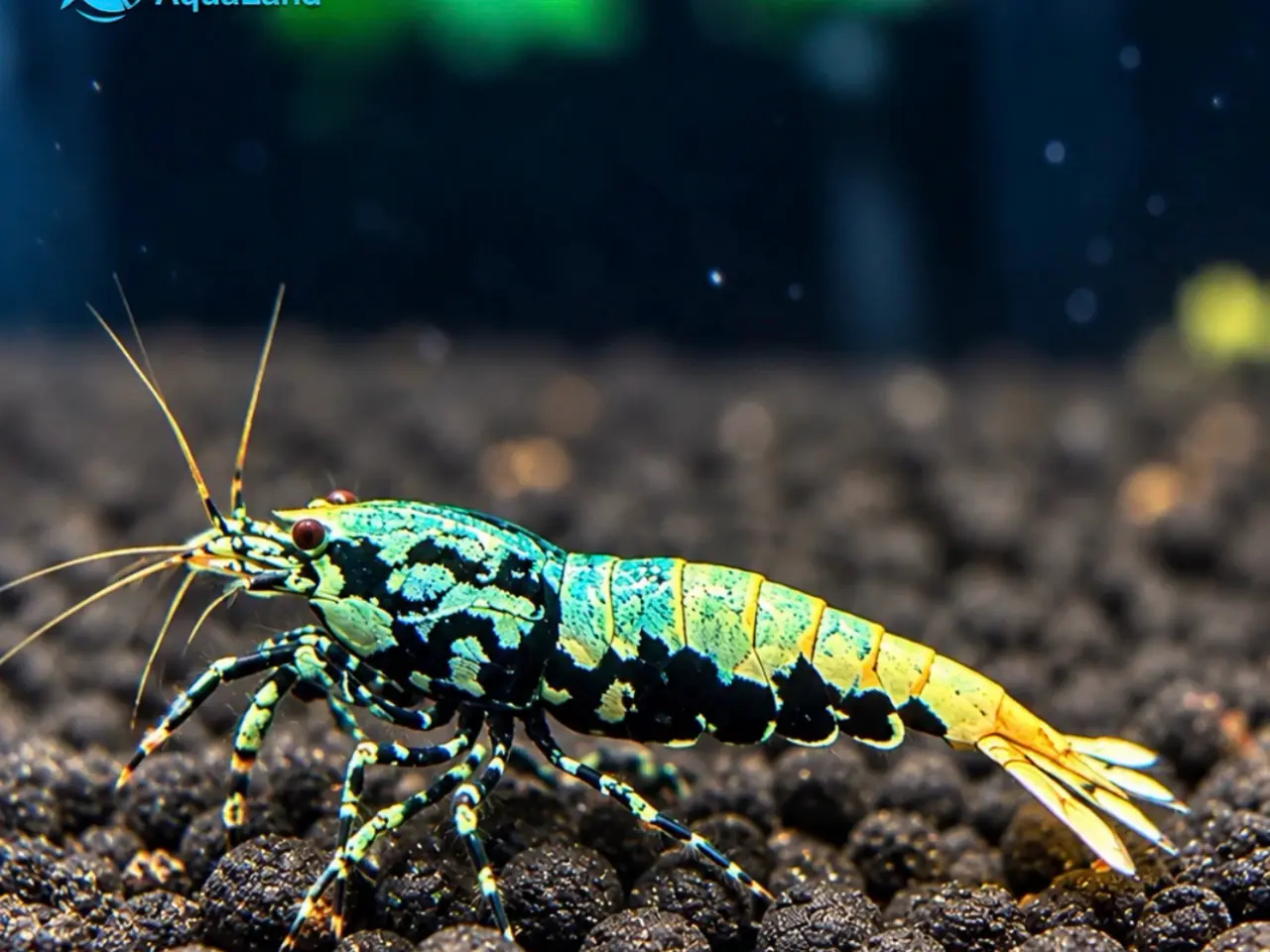 Billede 1 - Galaxy Fishbone Rejer – Caridina sp.