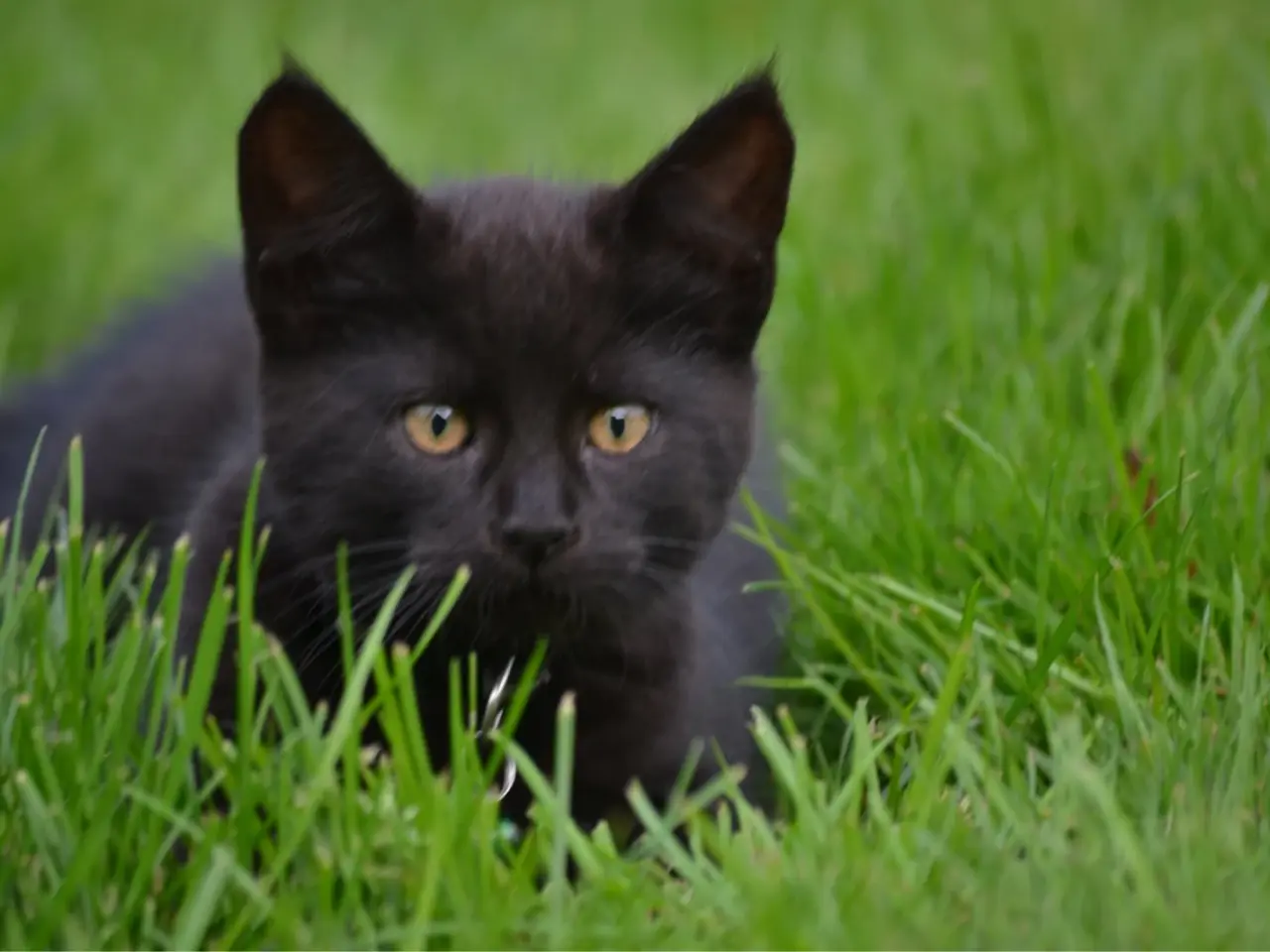 Billede 7 - Maine Coon blandinger 