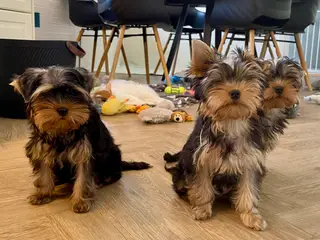 Dejlige Yorkshire Terrier Hvalpe - 4
