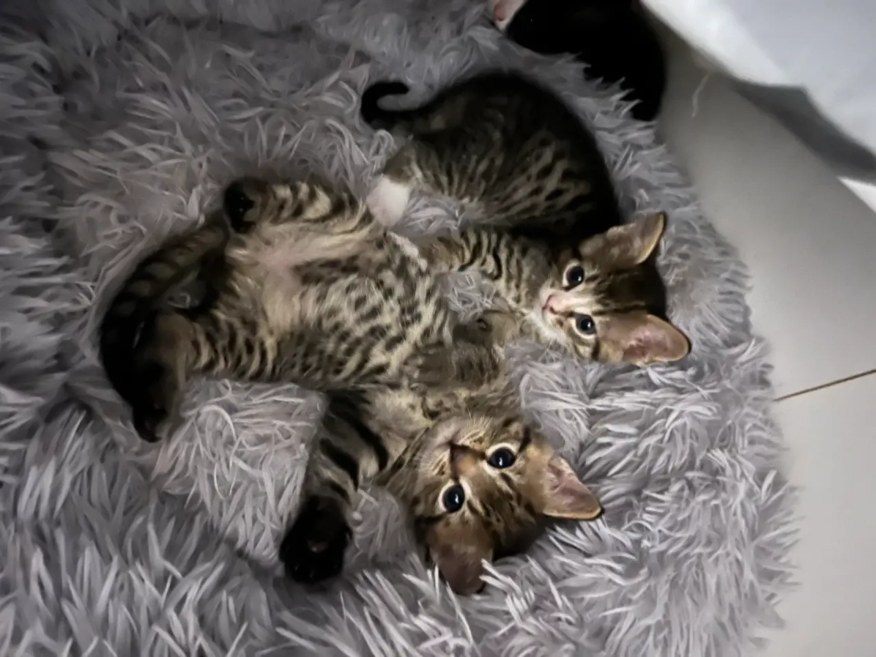 Billede 1 - 2 katte Killinger drenge