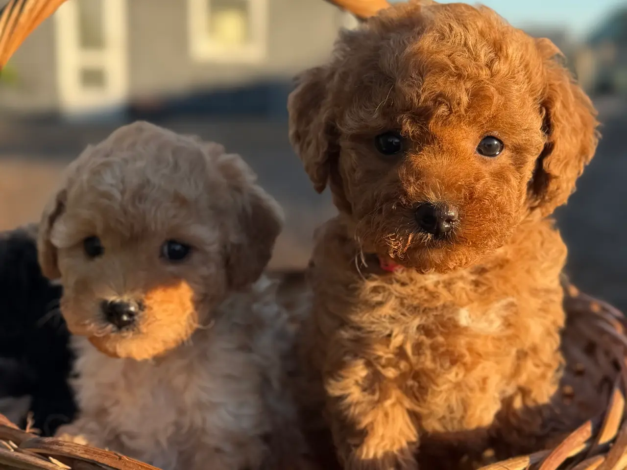 Billede 1 - Maltipoo