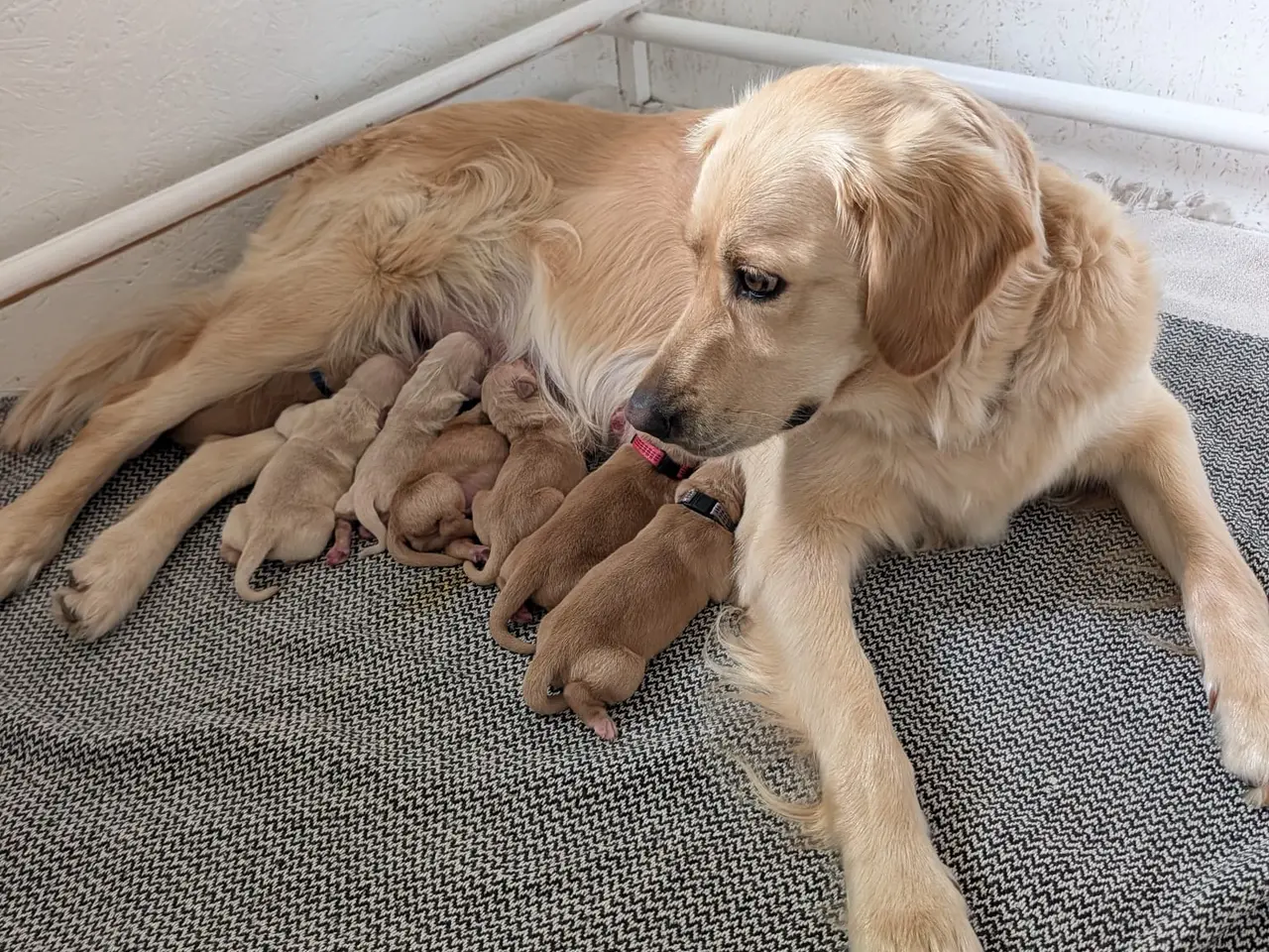 Billede 5 - Golden Retriever Hvalpe