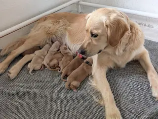 Golden Retriever Hvalpe - 5
