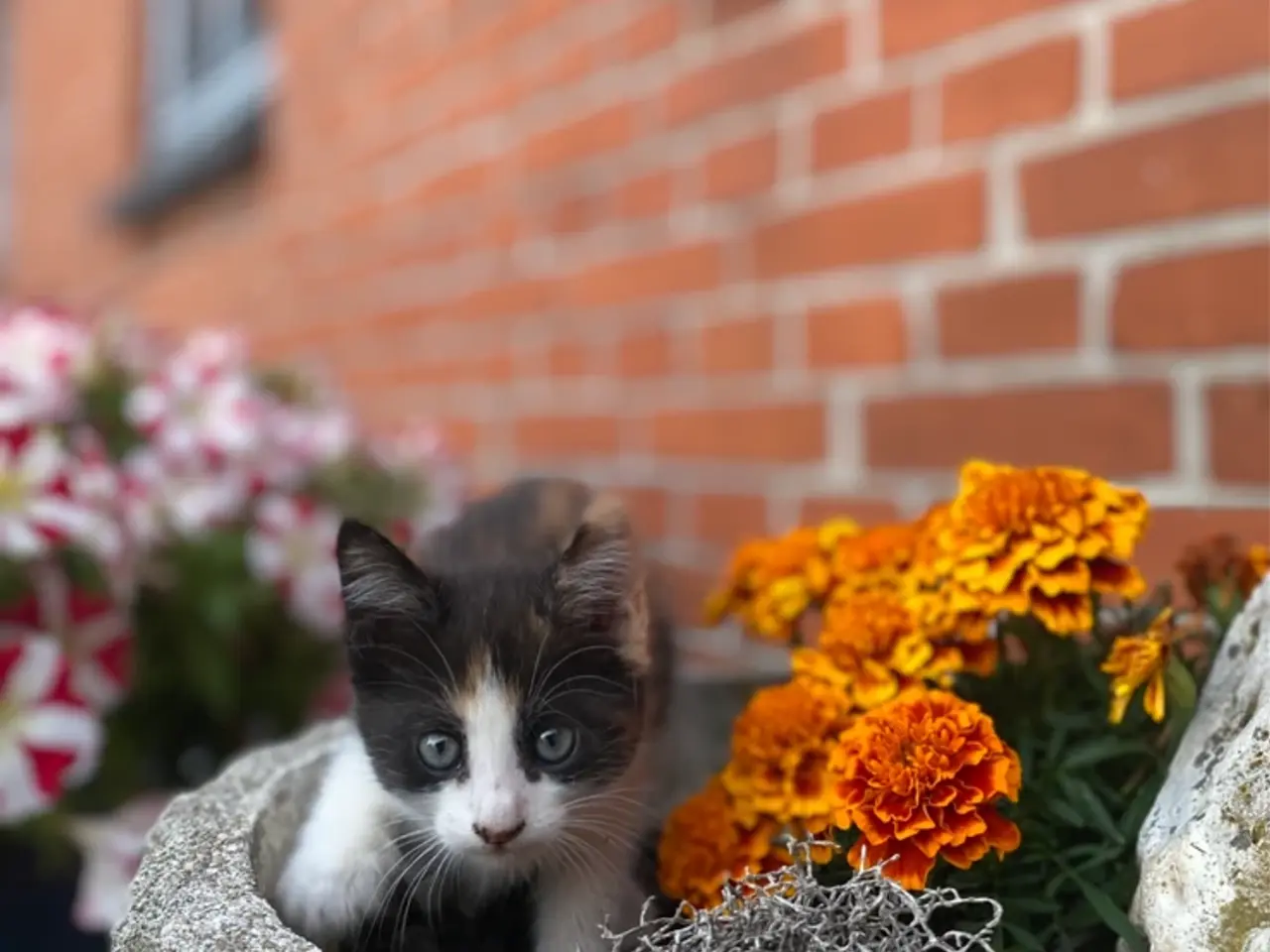 Billede 1 - Søde killinger søger nyt hjem 🐾
