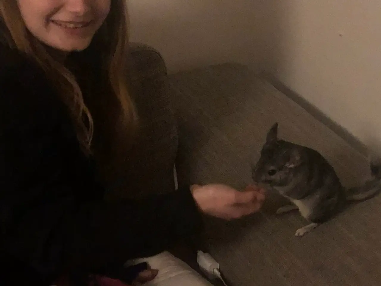Billede 3 - Chinchilla søger nyt og blivende hjem