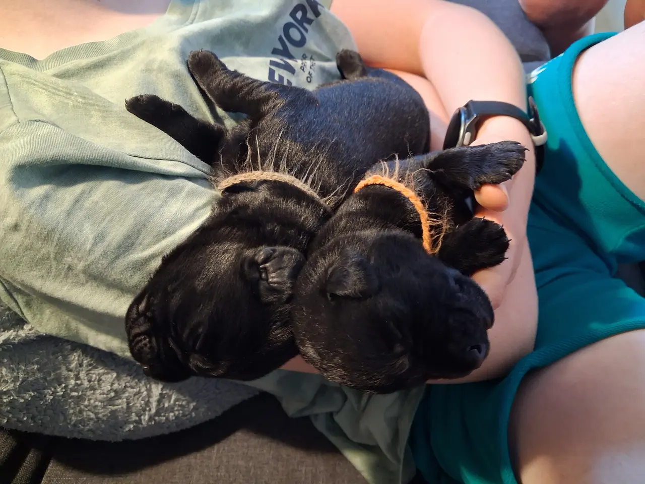 Billede 2 - Sorte labrador formel1 hvalpe