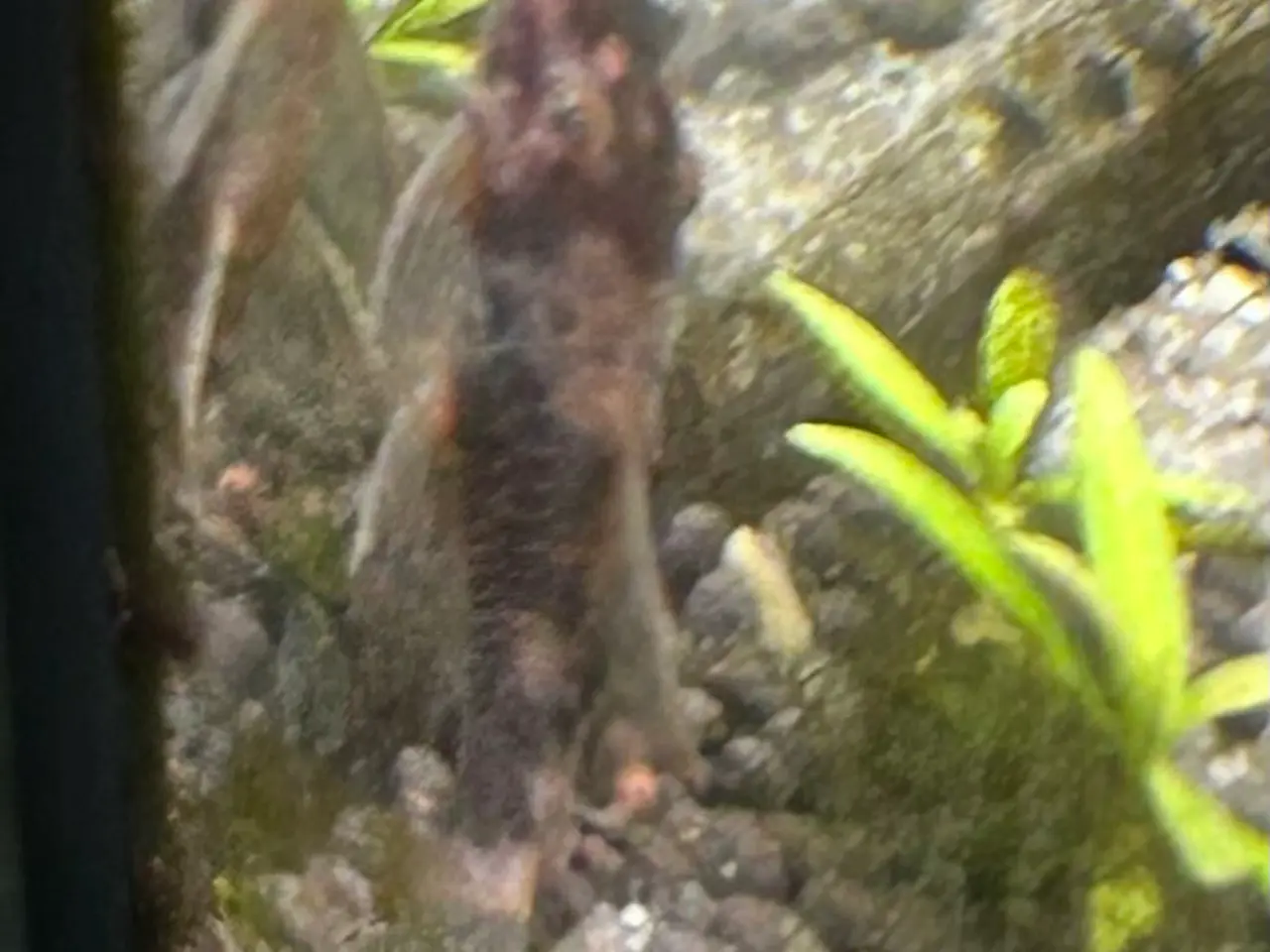Billede 3 - 🐟 LDA16 Ancistrus maller – sunde og aktive 