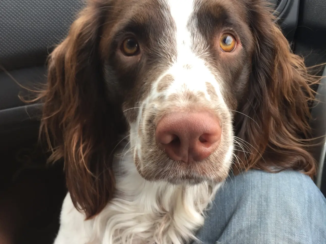Billede 1 - Hanhund til Parring FT springer spaniel