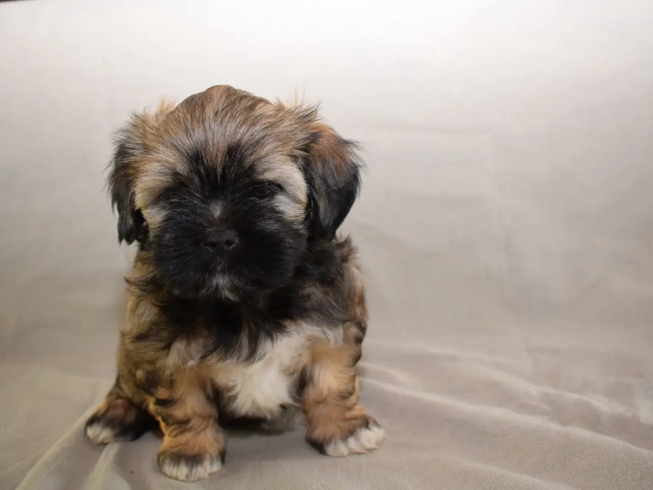 Billede 5 - Lhasa Apso hvalpe