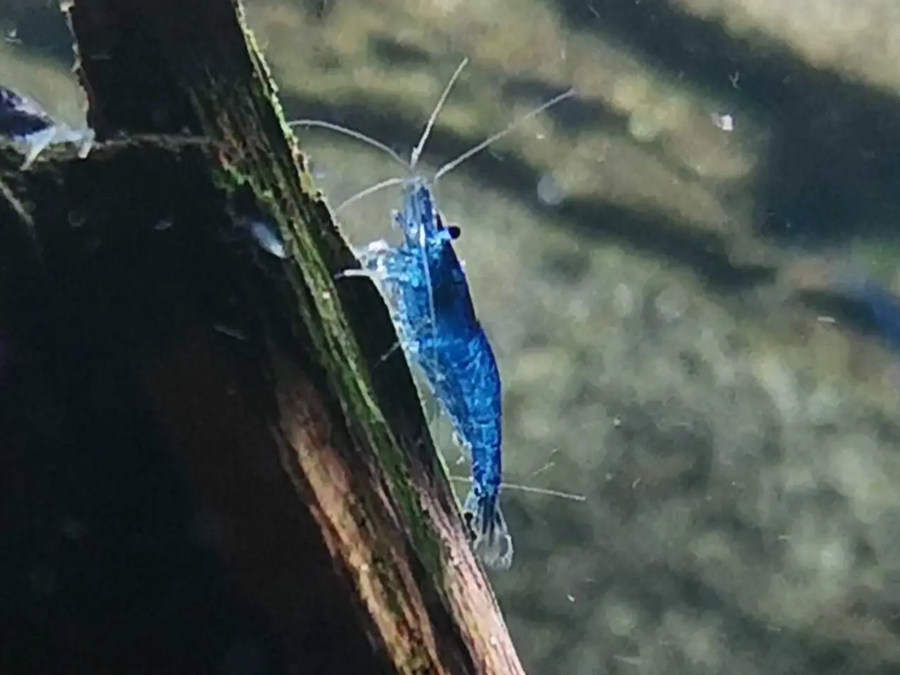 Billede 2 - Neocaridina Davidii, Blue Dream rejer